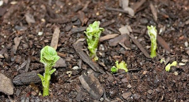 Kolik dní po výsadbě brambory vyklíčí a co dělat, když nevyklíčí?